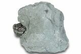 Wide, Enrolled Flexicalymene Trilobite - Indiana #289056-1